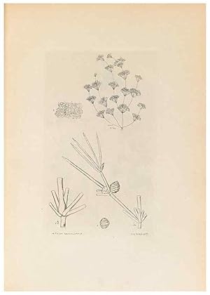 Imagen del vendedor de Reproduccin/Reproduction 46422877784: Contributions to Japanese Characeae,. n.p.,1898?. a la venta por EL BOLETIN