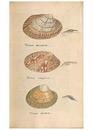 Image du vendeur pour Reproduccin/Reproduction 40174447063: A conchological dictionary of the British Islands /. London :John Booth,1819. mis en vente par EL BOLETIN