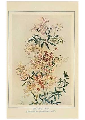 Seller image for Reproduccin/Reproduction 46340985784: Australian wild flowers /. Sydney :N.S. W. Bookstall Co.,[1912?]. for sale by EL BOLETIN