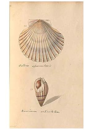 Image du vendeur pour Reproduccin/Reproduction 47087102782: A conchological dictionary of the British Islands /. London :John Booth,1819. mis en vente par EL BOLETIN