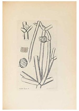 Imagen del vendedor de Reproduccin/Reproduction 47094096762: Contributions to Japanese Characeae,. n.p.,1898?. a la venta por EL BOLETIN