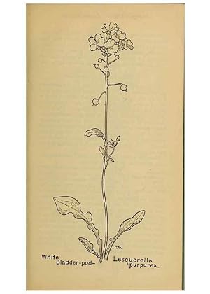 Seller image for Reproduccin/Reproduction 45938246755: Field book of western wild flowers /. New York :Putnam,1915. for sale by EL BOLETIN