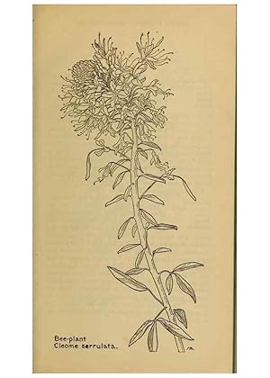 Seller image for Reproduccin/Reproduction 31911580877: Field book of western wild flowers /. New York :Putnam,1915. for sale by EL BOLETIN