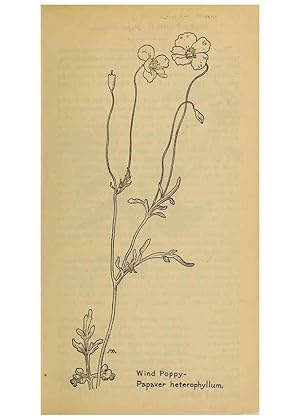 Seller image for Reproduccin/Reproduction 45938227345: Field book of western wild flowers /. New York :Putnam,1915. for sale by EL BOLETIN