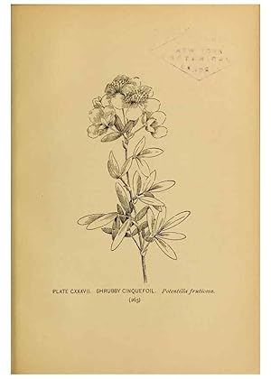 Immagine del venditore per Reproduccin/Reproduction 45938212555: A guide to the wild flowers. New York,F. A. Stokes[1899]. venduto da EL BOLETIN