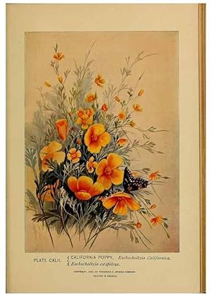 Immagine del venditore per Reproduccin/Reproduction 32977449058: A guide to the wild flowers. New York,F. A. Stokes[1899]. venduto da EL BOLETIN