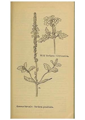 Seller image for Reproduccin/Reproduction 31911837007: Field book of western wild flowers /. New York :Putnam,1915. for sale by EL BOLETIN