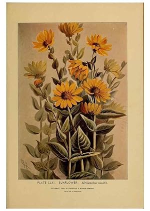 Immagine del venditore per Reproduccin/Reproduction 45938227425: A guide to the wild flowers. New York,F. A. Stokes[1899]. venduto da EL BOLETIN
