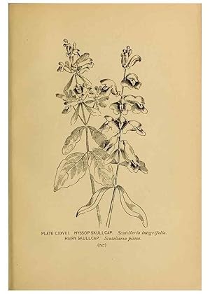 Immagine del venditore per Reproduccin/Reproduction 32977442128: A guide to the wild flowers. New York,F. A. Stokes[1899]. venduto da EL BOLETIN