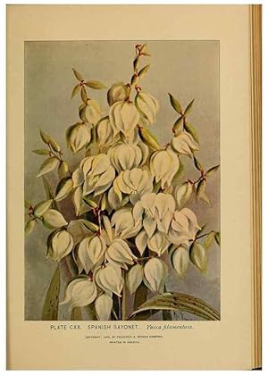 Immagine del venditore per Reproduccin/Reproduction 46800770592: A guide to the wild flowers. New York,F. A. Stokes[1899]. venduto da EL BOLETIN