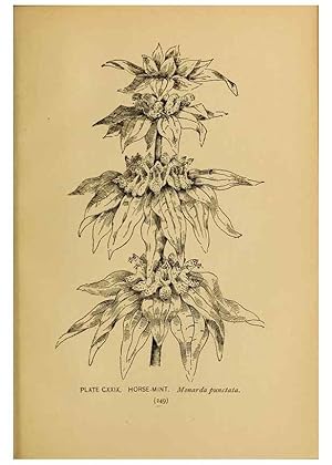 Immagine del venditore per Reproduccin/Reproduction 46800774452: A guide to the wild flowers. New York,F. A. Stokes[1899]. venduto da EL BOLETIN