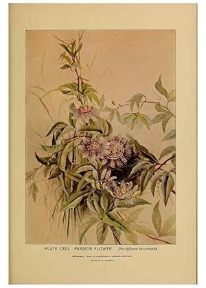 Immagine del venditore per Reproduccin/Reproduction 31911538717: A guide to the wild flowers. New York,F. A. Stokes[1899]. venduto da EL BOLETIN