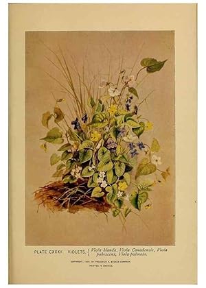 Immagine del venditore per Reproduccin/Reproduction 45938211405: A guide to the wild flowers. New York,F. A. Stokes[1899]. venduto da EL BOLETIN