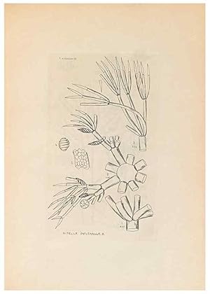 Imagen del vendedor de Reproduccin/Reproduction 47094079062: Contributions to Japanese Characeae,. n.p.,1898?. a la venta por EL BOLETIN