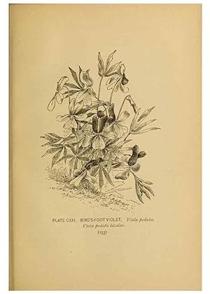 Immagine del venditore per Reproduccin/Reproduction 46127760924: A guide to the wild flowers. New York,F. A. Stokes[1899]. venduto da EL BOLETIN