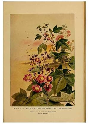 Immagine del venditore per Reproduccin/Reproduction 46127782004: A guide to the wild flowers. New York,F. A. Stokes[1899]. venduto da EL BOLETIN