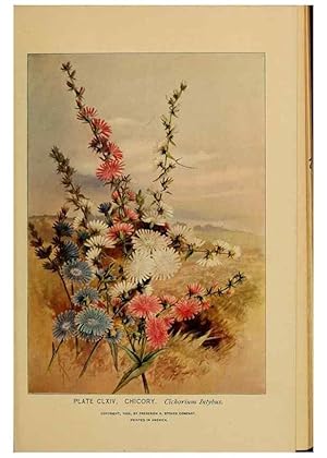 Immagine del venditore per Reproduccin/Reproduction 45938228415: A guide to the wild flowers. New York,F. A. Stokes[1899]. venduto da EL BOLETIN