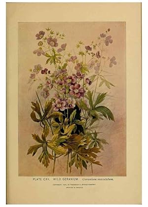 Immagine del venditore per Reproduccin/Reproduction 46127754594: A guide to the wild flowers. New York,F. A. Stokes[1899]. venduto da EL BOLETIN