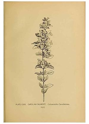 Immagine del venditore per Reproduccin/Reproduction 46800774822: A guide to the wild flowers. New York,F. A. Stokes[1899]. venduto da EL BOLETIN