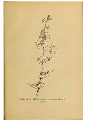 Immagine del venditore per Reproduccin/Reproduction 45938218545: A guide to the wild flowers. New York,F. A. Stokes[1899]. venduto da EL BOLETIN