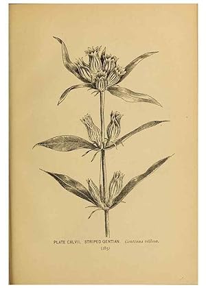 Immagine del venditore per Reproduccin/Reproduction 31911541997: A guide to the wild flowers. New York,F. A. Stokes[1899]. venduto da EL BOLETIN