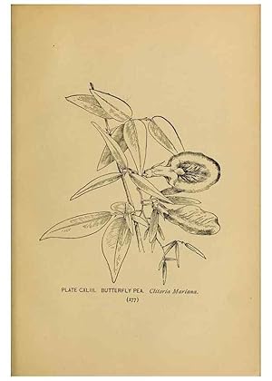 Immagine del venditore per Reproduccin/Reproduction 31911539567: A guide to the wild flowers. New York,F. A. Stokes[1899]. venduto da EL BOLETIN