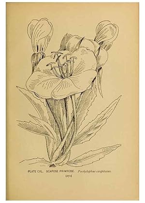 Immagine del venditore per Reproduccin/Reproduction 31911538137: A guide to the wild flowers. New York,F. A. Stokes[1899]. venduto da EL BOLETIN