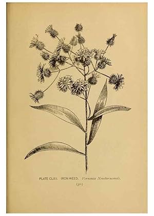 Immagine del venditore per Reproduccin/Reproduction 45938227895: A guide to the wild flowers. New York,F. A. Stokes[1899]. venduto da EL BOLETIN