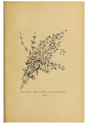 Immagine del venditore per Reproduccin/Reproduction 31911533067: A guide to the wild flowers. New York,F. A. Stokes[1899]. venduto da EL BOLETIN