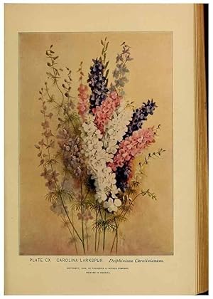 Immagine del venditore per Reproduccin/Reproduction 46852808151: A guide to the wild flowers. New York,F. A. Stokes[1899]. venduto da EL BOLETIN