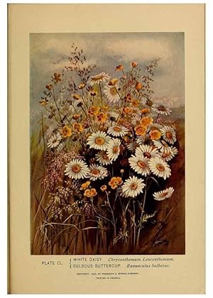 Immagine del venditore per Reproduccin/Reproduction 45938222155: A guide to the wild flowers. New York,F. A. Stokes[1899]. venduto da EL BOLETIN