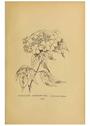 Immagine del venditore per Reproduccin/Reproduction 46127771334: A guide to the wild flowers. New York,F. A. Stokes[1899]. venduto da EL BOLETIN