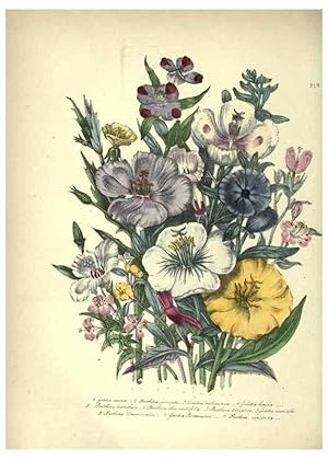 Bild des Verkufers fr Reproduccin/Reproduction 39953207393: The ladies flower-garden of ornamental annuals. London,W. S. Orr & co.[1849]. zum Verkauf von EL BOLETIN