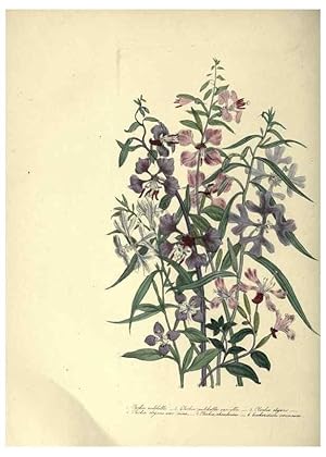 Seller image for Reproduccin/Reproduction 33042649138: The ladies flower-garden of ornamental annuals. London,W. S. Orr & co.[1849]. for sale by EL BOLETIN