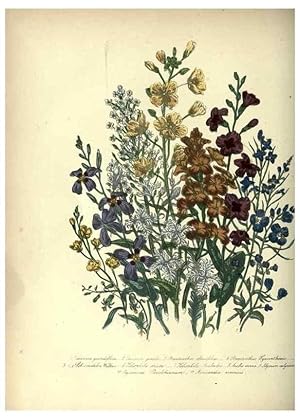 Bild des Verkufers fr Reproduccin/Reproduction 39953211713: The ladies flower-garden of ornamental annuals. London,W. S. Orr & co.[1849]. zum Verkauf von EL BOLETIN