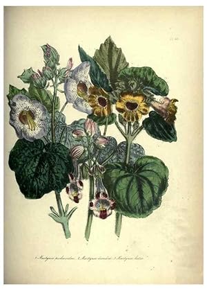 Bild des Verkufers fr Reproduccin/Reproduction 46865869872: The ladies flower-garden of ornamental annuals. London,W. S. Orr & co.[1849]. zum Verkauf von EL BOLETIN