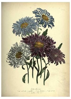 Bild des Verkufers fr Reproduccin/Reproduction 39953231853: The ladies flower-garden of ornamental annuals. London,W. S. Orr & co.[1849]. zum Verkauf von EL BOLETIN
