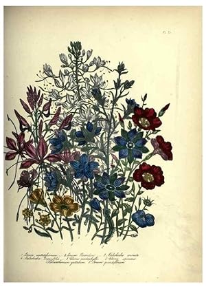 Seller image for Reproduccin/Reproduction 39953213323: The ladies flower-garden of ornamental annuals. London,W. S. Orr & co.[1849]. for sale by EL BOLETIN