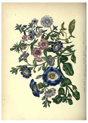 Bild des Verkufers fr Reproduccin/Reproduction 46865855652: The ladies flower-garden of ornamental annuals. London,W. S. Orr & co.[1849]. zum Verkauf von EL BOLETIN