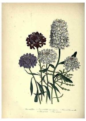 Bild des Verkufers fr Reproduccin/Reproduction 33042652608: The ladies flower-garden of ornamental annuals. London,W. S. Orr & co.[1849]. zum Verkauf von EL BOLETIN