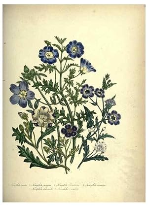 Bild des Verkufers fr Reproduccin/Reproduction 39953236373: The ladies flower-garden of ornamental annuals. London,W. S. Orr & co.[1849]. zum Verkauf von EL BOLETIN