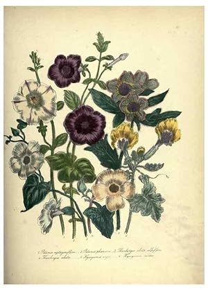 Bild des Verkufers fr Reproduccin/Reproduction 39953249273: The ladies flower-garden of ornamental annuals. London,W. S. Orr & co.[1849]. zum Verkauf von EL BOLETIN