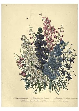 Seller image for Reproduccin/Reproduction 31976855397: The ladies flower-garden of ornamental annuals. London,W. S. Orr & co.[1849]. for sale by EL BOLETIN