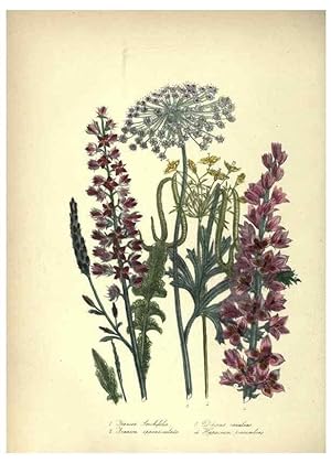 Bild des Verkufers fr Reproduccin/Reproduction 46003660385: The ladies flower-garden of ornamental annuals. London,W. S. Orr & co.[1849]. zum Verkauf von EL BOLETIN
