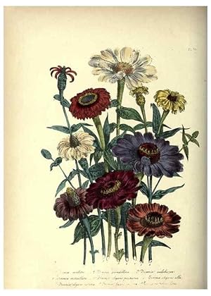 Bild des Verkufers fr Reproduccin/Reproduction 31976886367: The ladies flower-garden of ornamental annuals. London,W. S. Orr & co.[1849]. zum Verkauf von EL BOLETIN