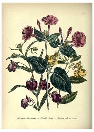 Seller image for Reproduccin/Reproduction 46193226044: The ladies flower-garden of ornamental annuals. London,W. S. Orr & co.[1849]. for sale by EL BOLETIN