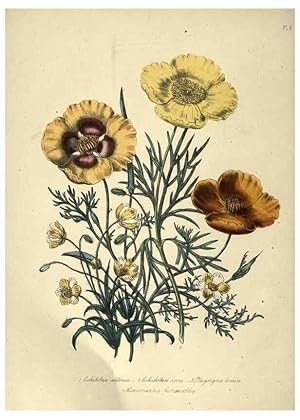 Bild des Verkufers fr Reproduccin/Reproduction 31976857717: The ladies flower-garden of ornamental annuals. London,W. S. Orr & co.[1849]. zum Verkauf von EL BOLETIN