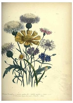 Bild des Verkufers fr Reproduccin/Reproduction 46917955791: The ladies flower-garden of ornamental annuals. London,W. S. Orr & co.[1849]. zum Verkauf von EL BOLETIN