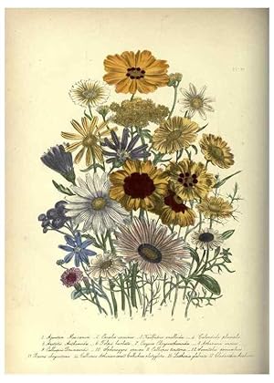 Bild des Verkufers fr Reproduccin/Reproduction 46865859262: The ladies flower-garden of ornamental annuals. London,W. S. Orr & co.[1849]. zum Verkauf von EL BOLETIN