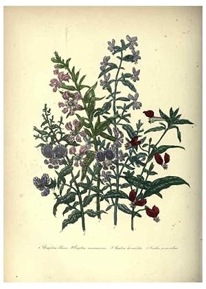 Seller image for Reproduccin/Reproduction 46003669195: The ladies flower-garden of ornamental annuals. London,W. S. Orr & co.[1849]. for sale by EL BOLETIN